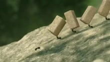 蚁国鏖兵 两群蚂蚁的食物争夺战与微型攻城武器