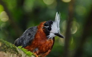蚁鸟与蚁群 非食蚁的生态同盟