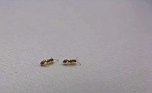 一只蚂蚁走丢后的八种奇妙旅程 睡前科学故事