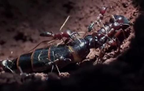 蚂蚁死亡漩涡 当导航系统失效的死亡陷阱